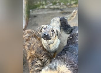 HELEN, schüchternes Notfell, 1 Jahr, 53 cm, Herdenschutz-Mischling, Tierschutz Rumänien