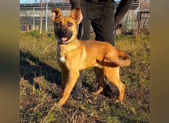 Eda sucht Abenteuer-Buddy