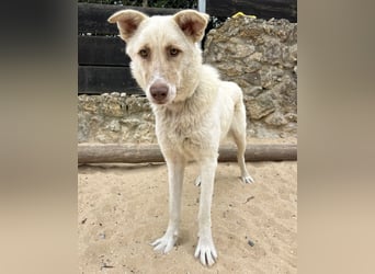 Sanfte Areia wartet auf unserem Tierschutzhof in Portugal auf dich!