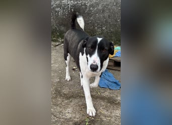 ⭐️GERDI⭐️, herzliche Hündin, 2,5 Jahre, 57 cm, Mischling, Tierschutz