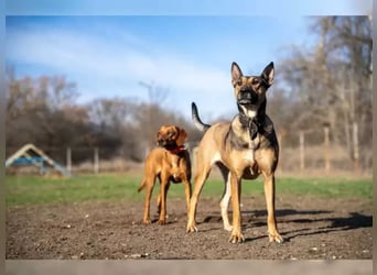 Malinoix Mix Angie lebt bei einer Tierärztin in Bulgarien