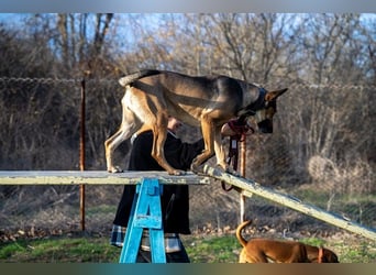 Malinoix Mix Angie lebt bei einer Tierärztin in Bulgarien