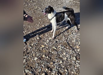 YAELA, superliebe Kuschelmaus, 2,5 Jahre, 52 cm, Mischling, Tierschutz, Pflegestelle Köln