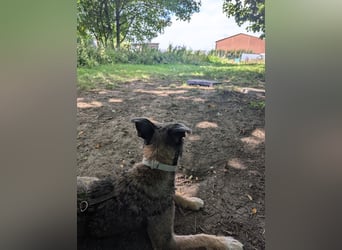 Scotty sucht ein neues Zuhause