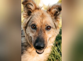 Tolle Larissa sucht liebevolles Zuhause