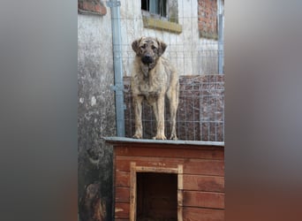HELEN, schüchternes Notfell, 10 Monate, 53 cm, Herdenschutz-Mix, Tierschutz Rumänien