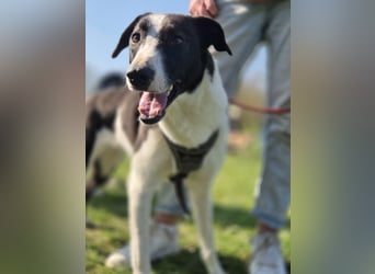 YAELA, superliebe Kuschelmaus, 2,5 Jahre, 52 cm, Mischling, Tierschutz, Pflegestelle Köln