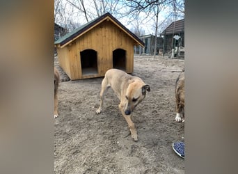 ⭐️KATHI⭐️, sportliche Hündin, 7,5 Jahre, 55 cm, Mischling, Tierschutz Rumänien