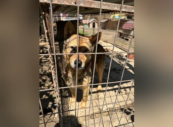 Cingár sucht Einzelplatz