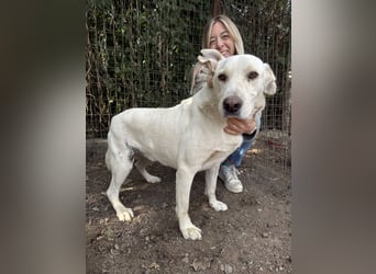 Szamóca sucht nach dir