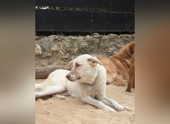 Sanfte Areia wartet auf unserem Tierschutzhof in Portugal auf dich!