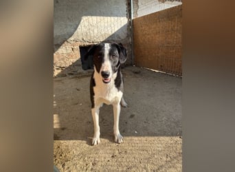 ⭐️YAFFA⭐️, verspielte Hündin, 2 Jahre, 50 cm, Mischling, Tierschutz