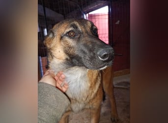 ⭐️TIRANA⭐️, Malinois-Mischling, Hündin, 8 Monate, 54 cm, Mischling, Tierschutz Rumänien