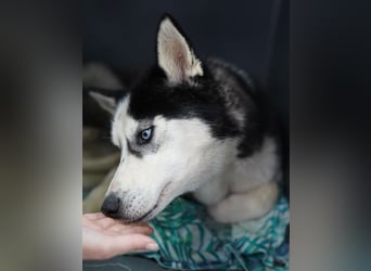 ⭐️DAENERYS⭐️, bezaubernde Huskyhündin, 1 Jahr, 54 cm, Tierschutz Rumänien