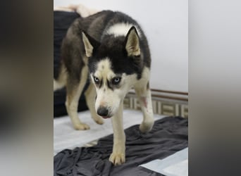 ⭐️DAENERYS⭐️, bezaubernde Huskyhündin, 1 Jahr, 54 cm, Tierschutz Rumänien