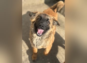 TET, aktiver Jungspund, 8 Monate, 56 cm, Mischling, Tierschutz Rumänien