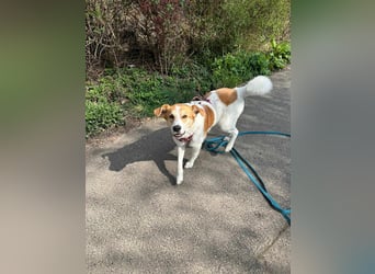 Mogli, der kleine Frechdachs