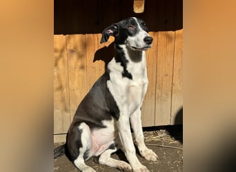 ⭐️GERDI⭐️, herzliche Hündin, 2,5 Jahre, 57 cm, Mischling, Tierschutz