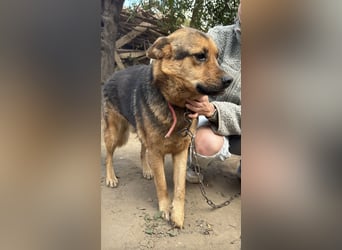 Berci - eine bezaubernder Rüde sucht sein Glück