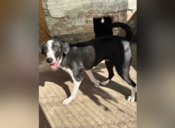 ⭐️YAFFA⭐️, verspielte Hündin, 2 Jahre, 50 cm, Mischling, Tierschutz