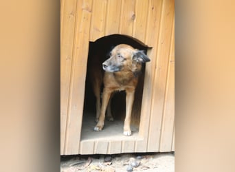 STEVE, charakterstarker Rüde, 9,5 Jahre, 53 cm, Mischling, Tierschutz Rumänien