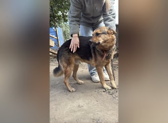 Berci - eine bezaubernder Rüde sucht sein Glück