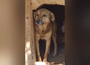 ⭐️SINA⭐️, reizende Tratschtante, Hündin, 8 Jahre, 53 cm, Mischling, Tierschutz