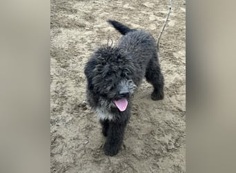 Cézi möchte so gerne dazugehören