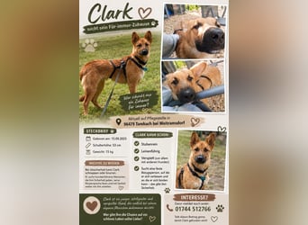 Jungspund Clark auf PS in Weitramsdorf sucht seine Hundemenschen
