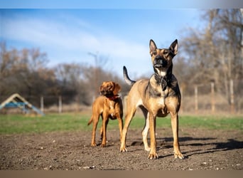 Malinoix Mix Angie lebt bei einer Tierärztin in Bulgarien
