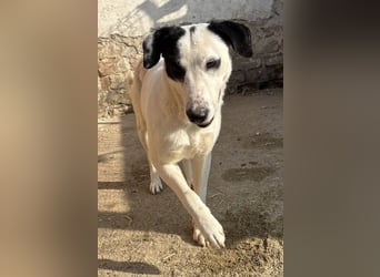 ⭐️GEORGIA⭐️, reizendes Hundemädchen, 2,5 Jahre, 52cm, Mischling, Tierschutz Rumänien