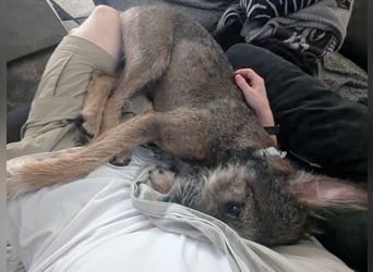 Scotty sucht ein neues Zuhause