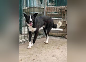 ⭐️CODI⭐️, Rüde, 7,5 Jahre, 54 cm, Mischling, Tierschutz