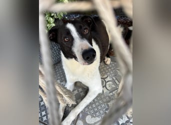 YAELA, superliebe Kuschelmaus, 2,5 Jahre, 52 cm, Mischling, Tierschutz, Pflegestelle Köln