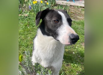 YAELA, superliebe Kuschelmaus, 2,5 Jahre, 52 cm, Mischling, Tierschutz, Pflegestelle Köln