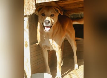⭐️HUNNY⭐️, Hündin, 7,5 Jahre, 53 cm, Mischling, Tierschutz