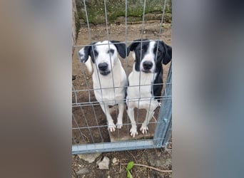⭐️GEORGIA⭐️, reizendes Hundemädchen, 2,5 Jahre, 52cm, Mischling, Tierschutz Rumänien