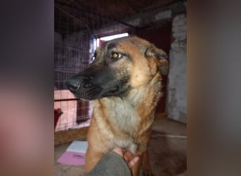 ⭐️TIRANA⭐️, Malinois-Mischling, Hündin, 8 Monate, 54 cm, Mischling, Tierschutz Rumänien