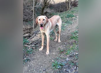 Charlotte sucht ein zu Hause