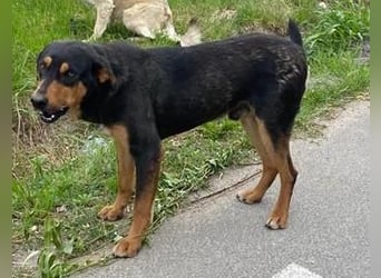 ⭐️ROCKET⭐️, absoluter Menschenfreund, Rüde, 8 Jahre, 55 cm, Mischling, Tierschutz Rumänien