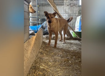 ⭐️BROWN BEAUTY⭐️, feinfühlige Hündin, 2 Jahre, 55 cm, Mischling, Tierschutz Rumänien