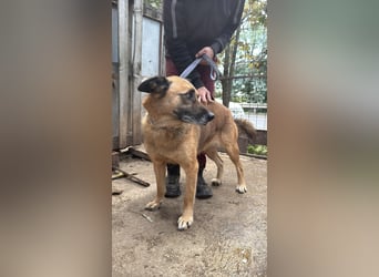 Amigo braucht eine Chance