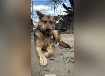 Berci - eine bezaubernder Rüde sucht sein Glück