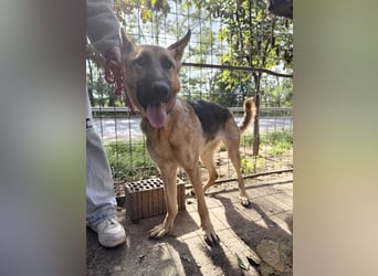 Missy- Genau dich suche ich !