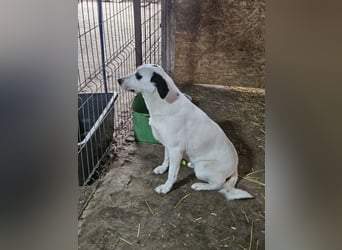 ⭐️GEORGIA⭐️, reizendes Hundemädchen, 2,5 Jahre, 52cm, Mischling, Tierschutz Rumänien
