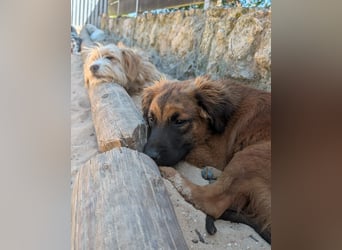 Zauberhafter Atos wartet auf unserem Tierschutzhof in Portugal!