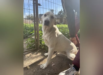 Szamóca sucht nach dir