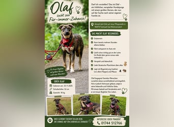 Olaf auf Pflegestelle in D-Weitramsdorf sucht seine Hundemenschen
