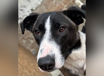 ⭐️YADE⭐️, Kuschelkönigin, 2,5 Jahre, 56 cm, Mischling, Tierschutz Rumänien