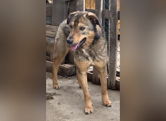 ⭐️SALIA⭐️, Hündin, 8 Jahre, 51 cm, Mischling, Tierschutz